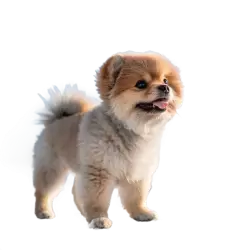 Imagen PNG para descargar